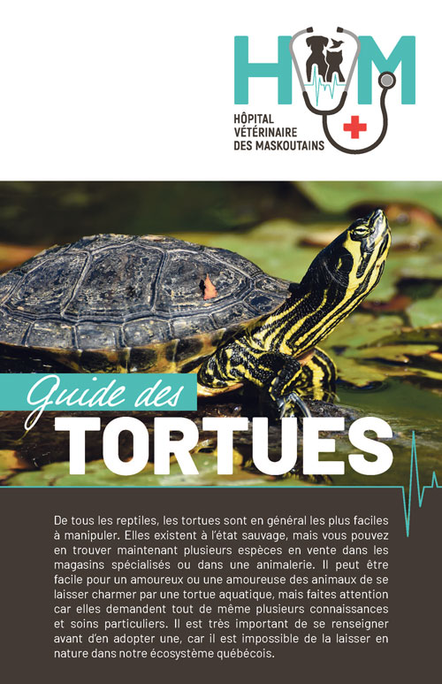 Guide des tortues