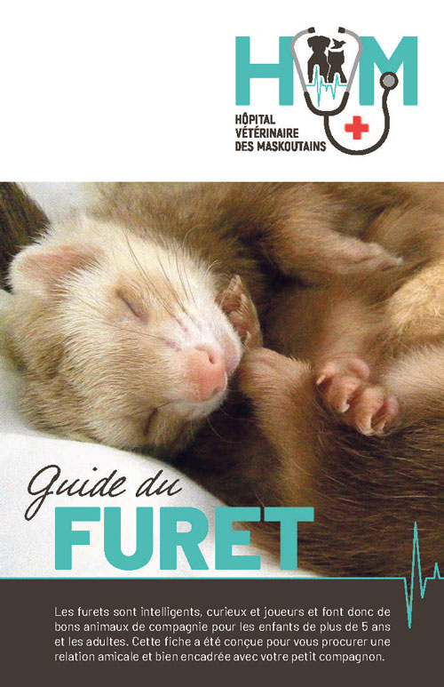Guide du furet