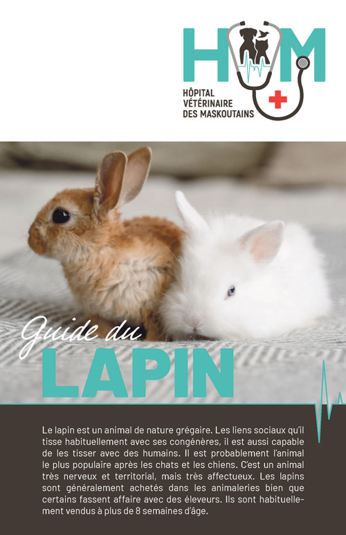 Guide du lapin