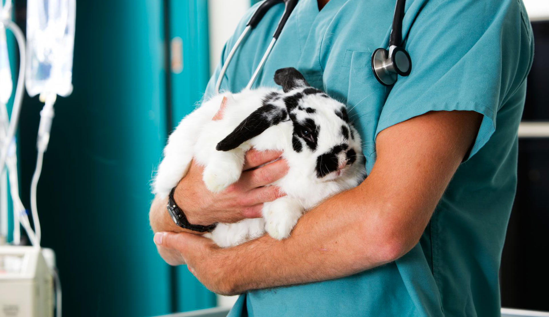 Hôpital vétérinaire des maskoutains